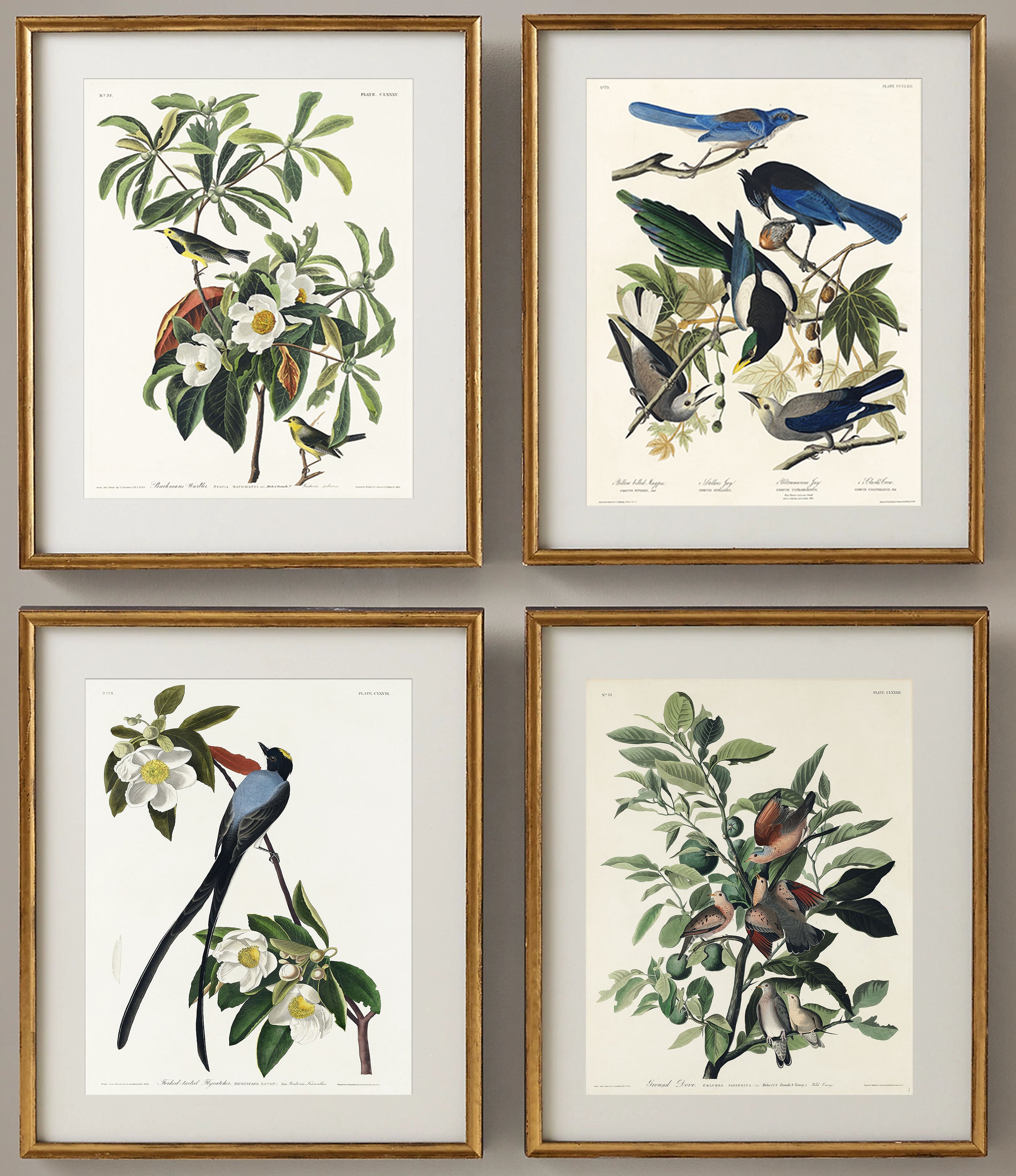 Vintage Bird Prints Set