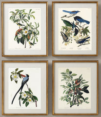 Vintage Bird Prints Set