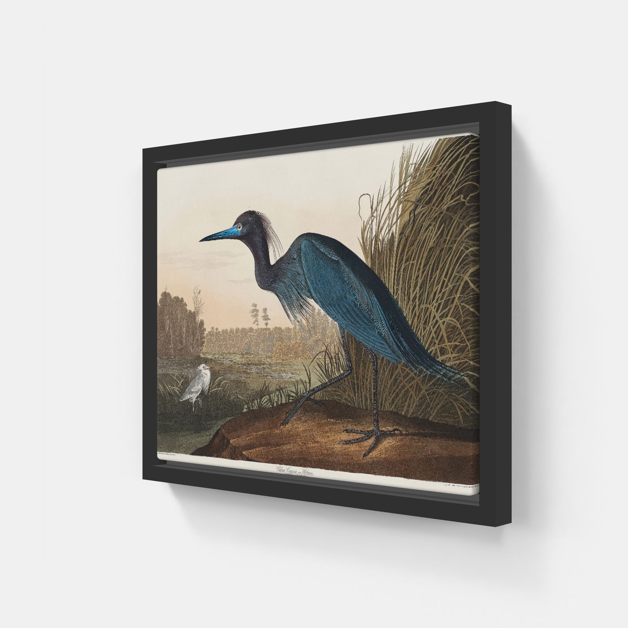 Audubon Blue Crane