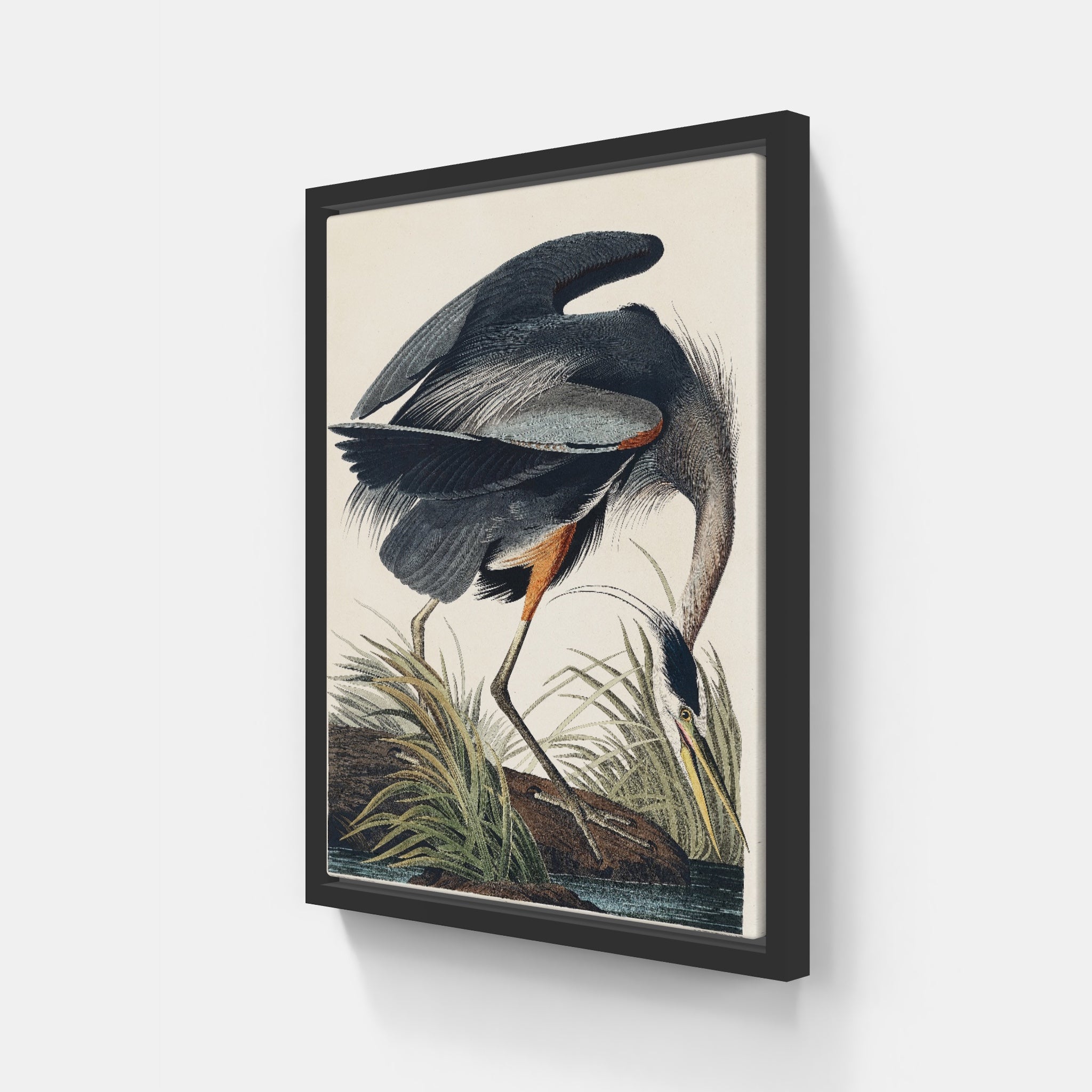 Audubon Great Blue Heron