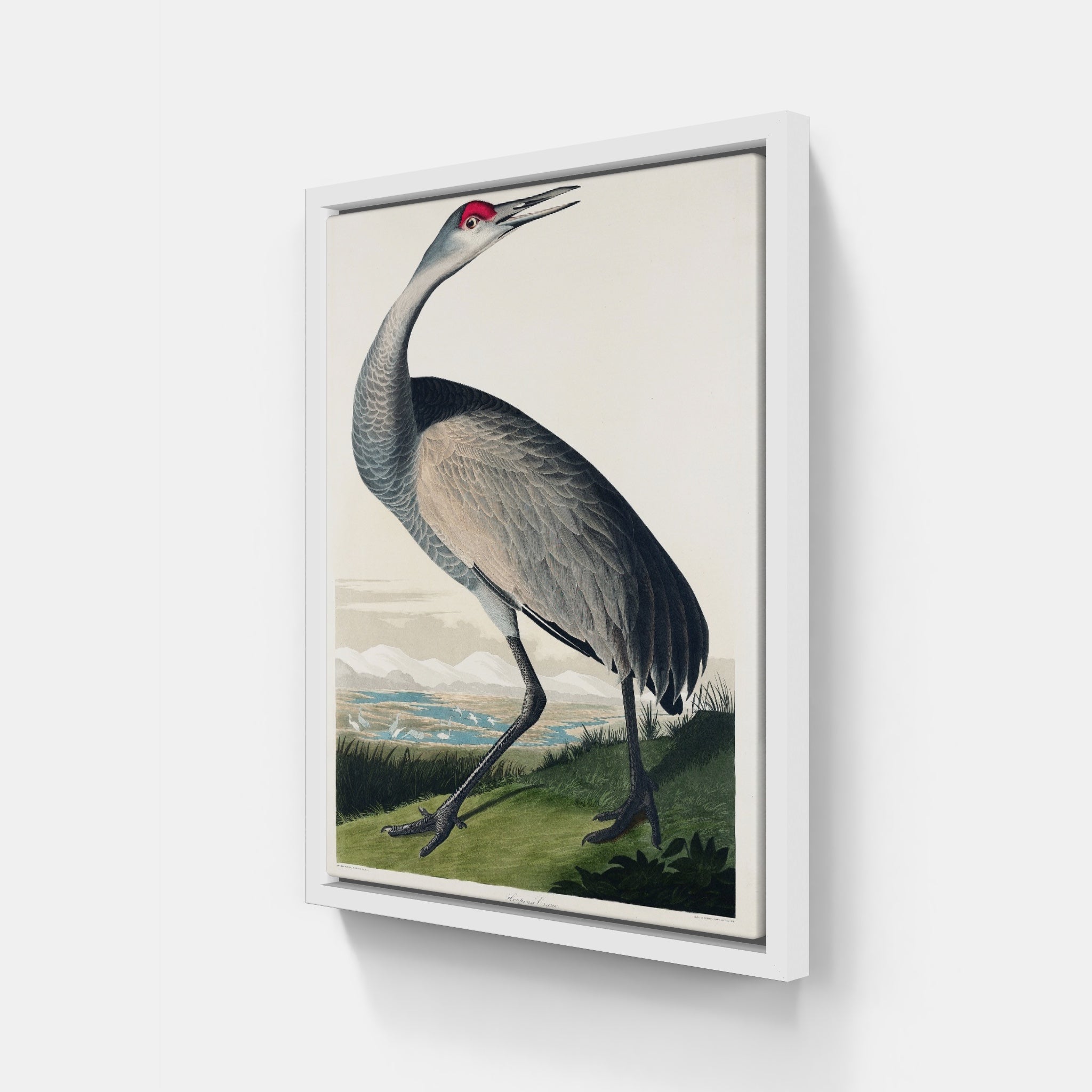 Audubon Hooping Crane v.2