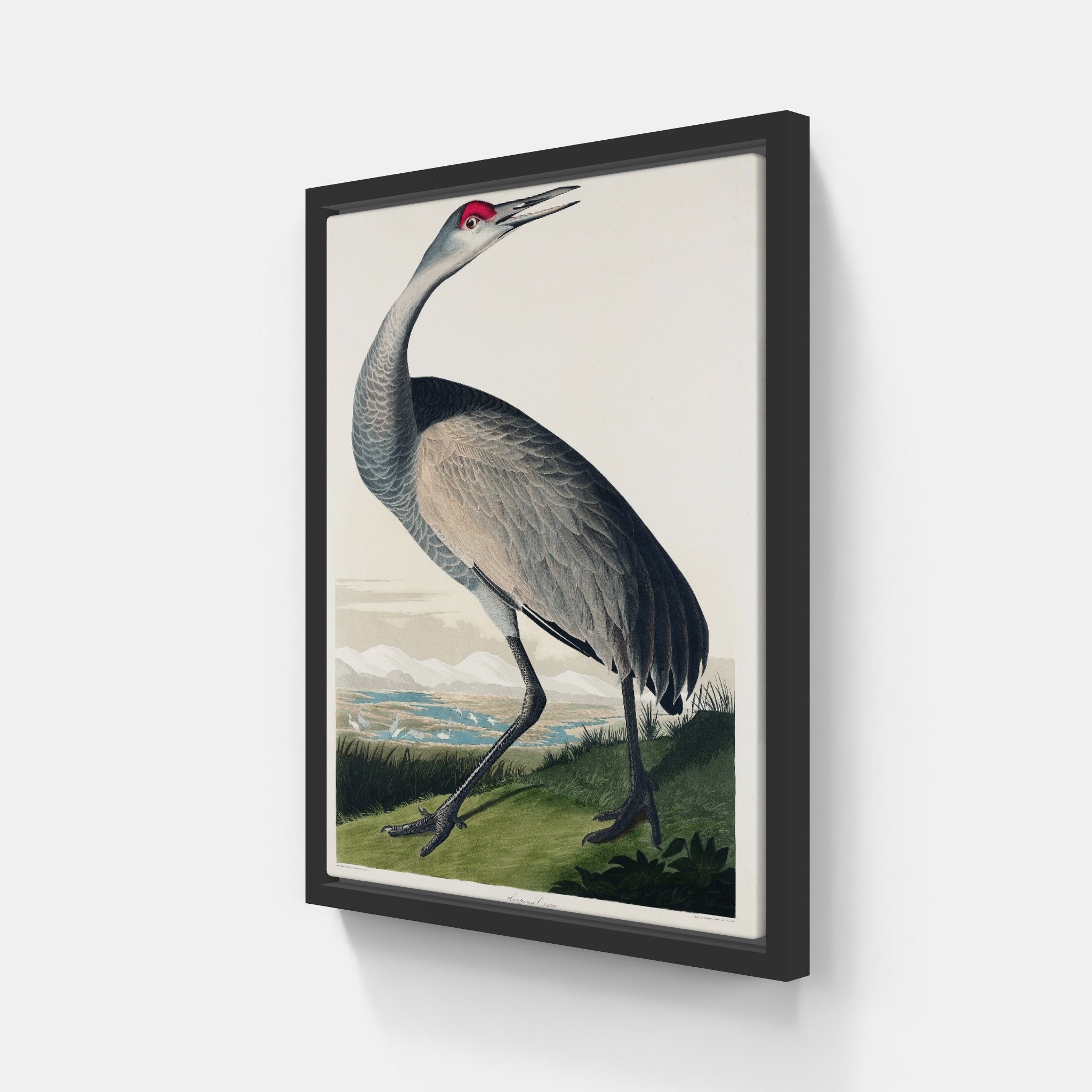 Audubon Hooping Crane v.2