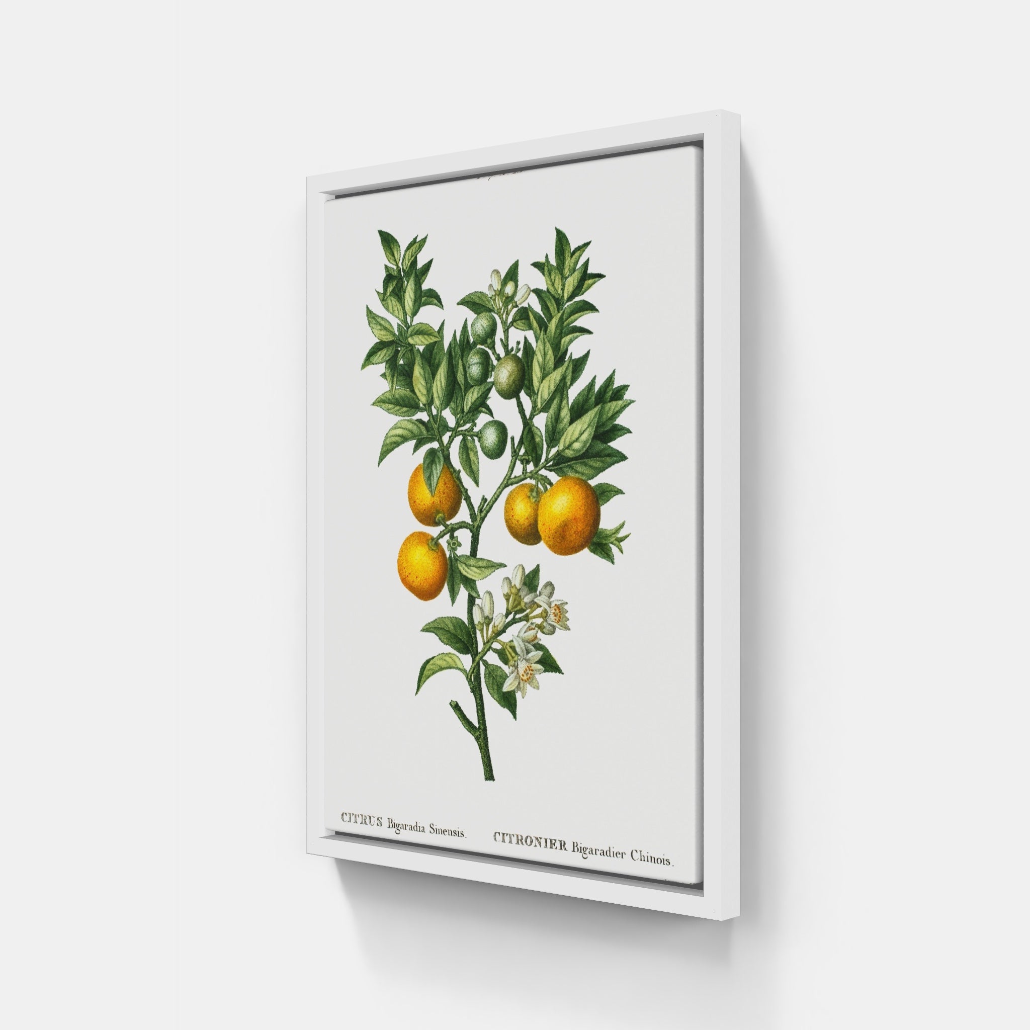 Bitter Orange v.2
