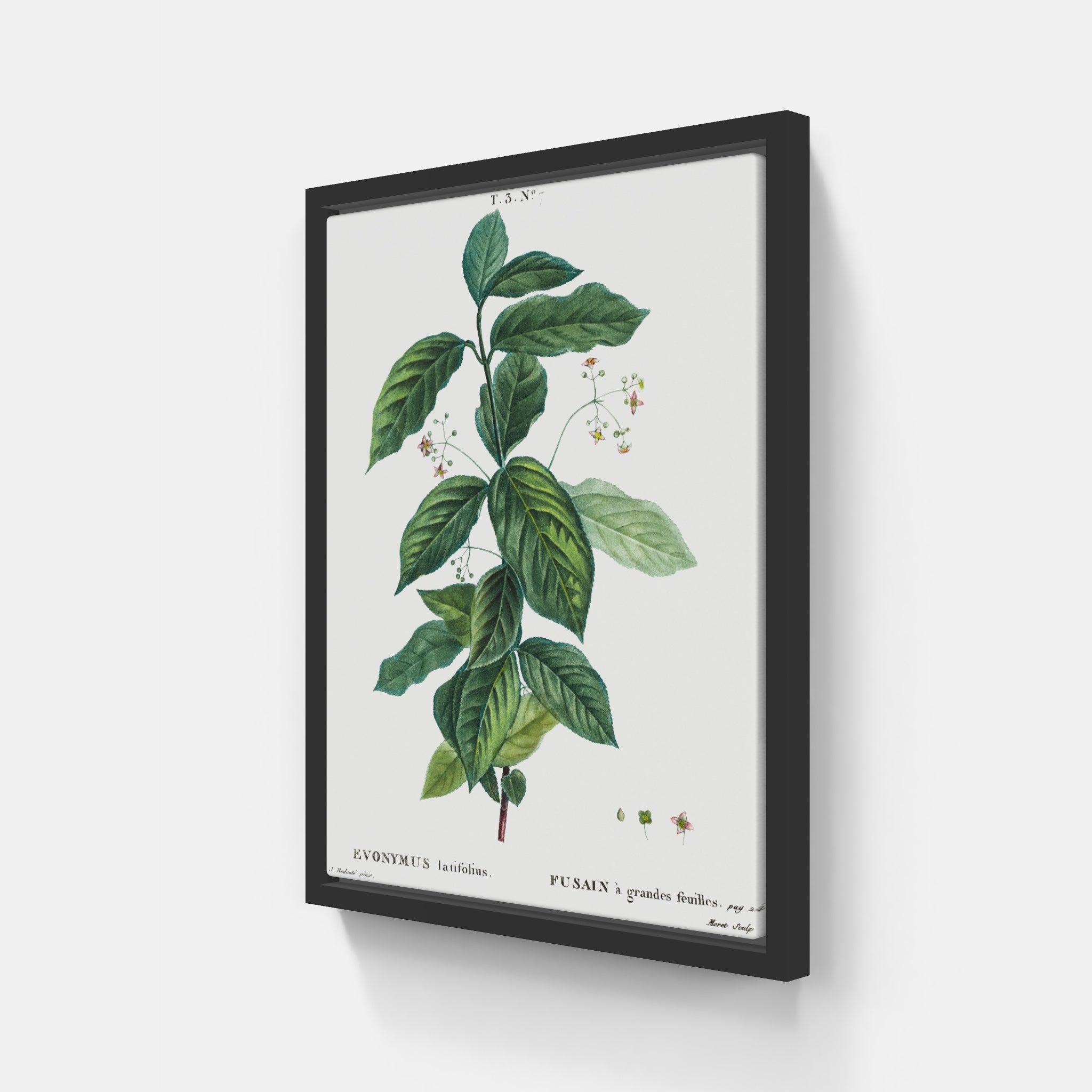 Broad Leaf Botanical