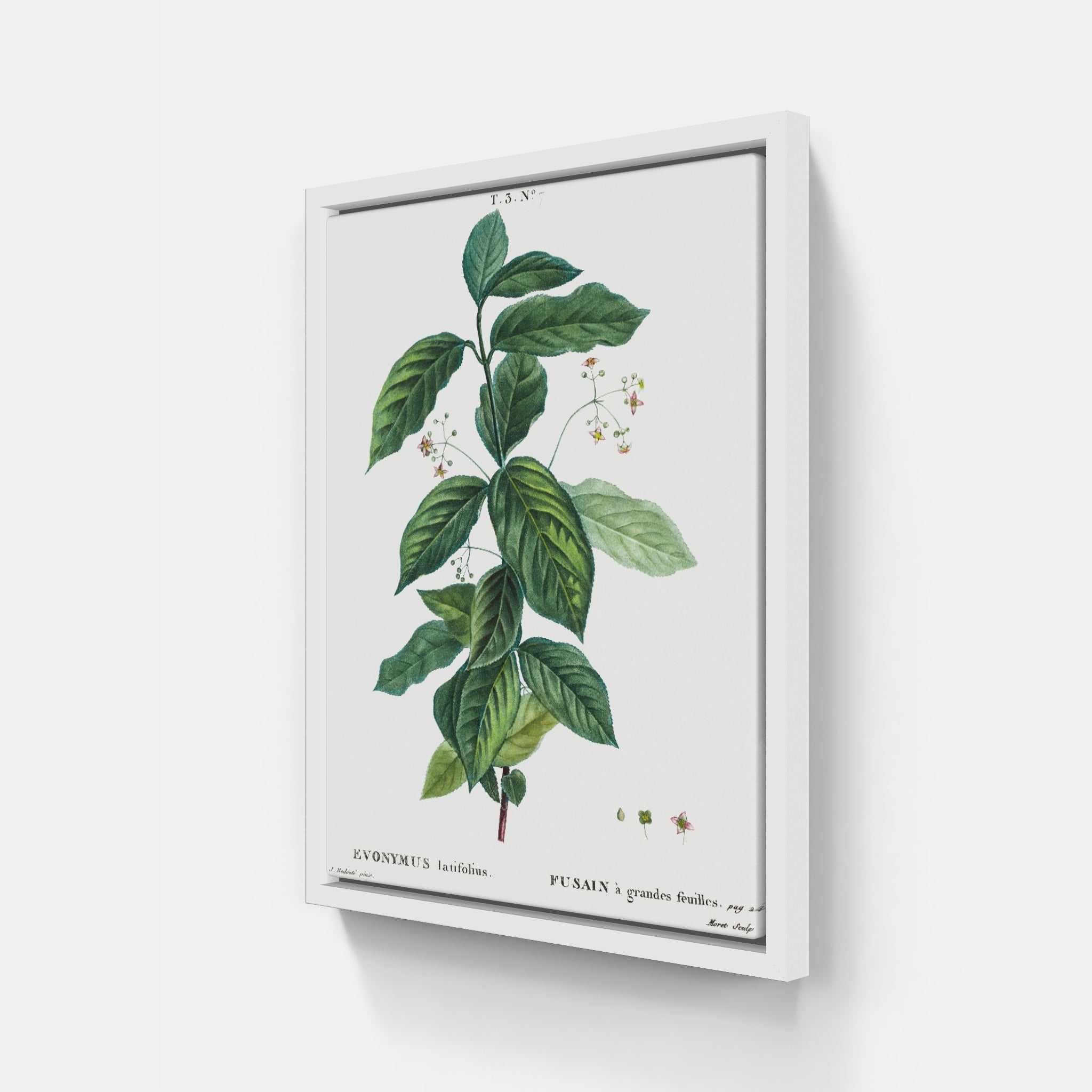 Broad Leaf Botanical