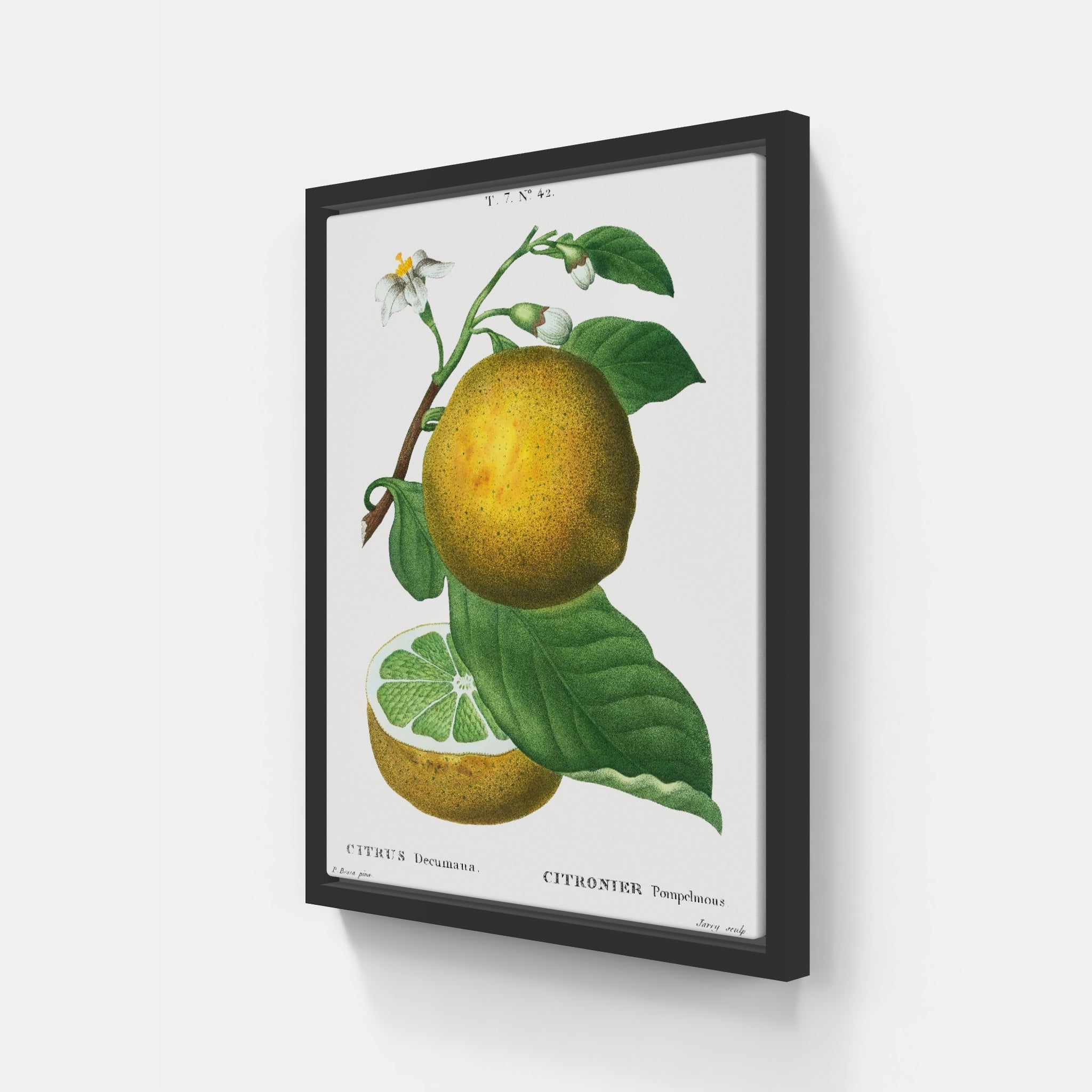 Grapefruit