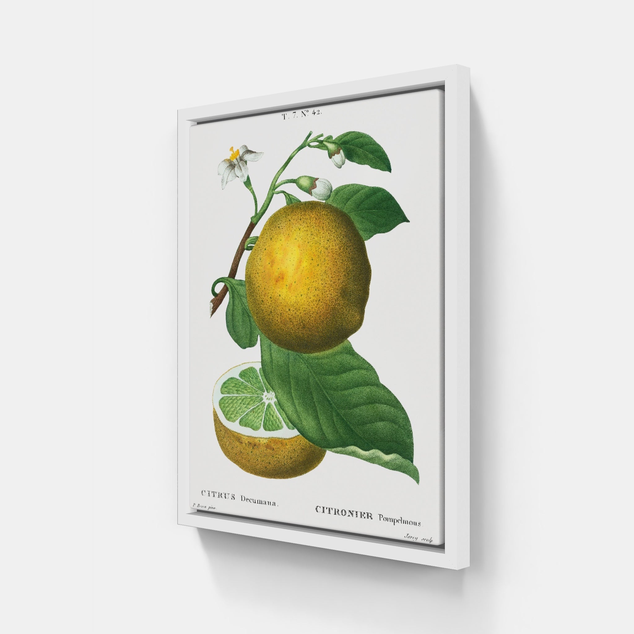 Grapefruit