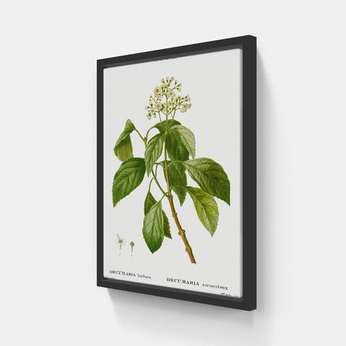 Hydrangea Botanical