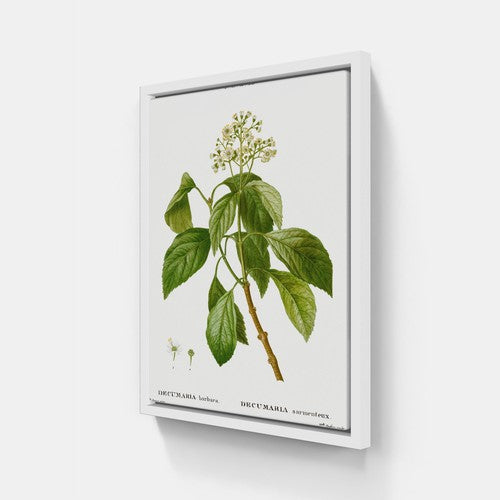 Hydrangea Botanical