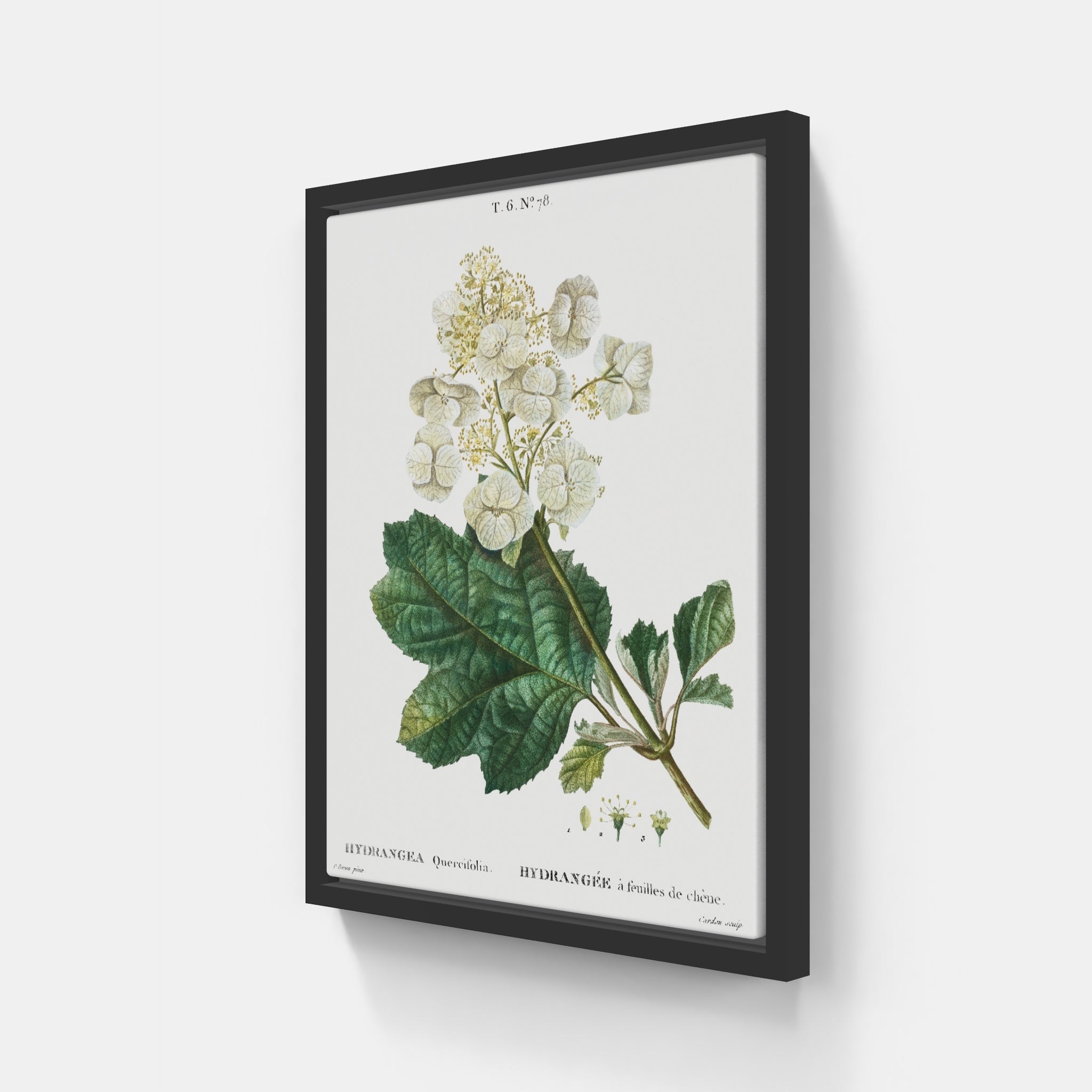 Oak Leaf Hydrangea Botanical