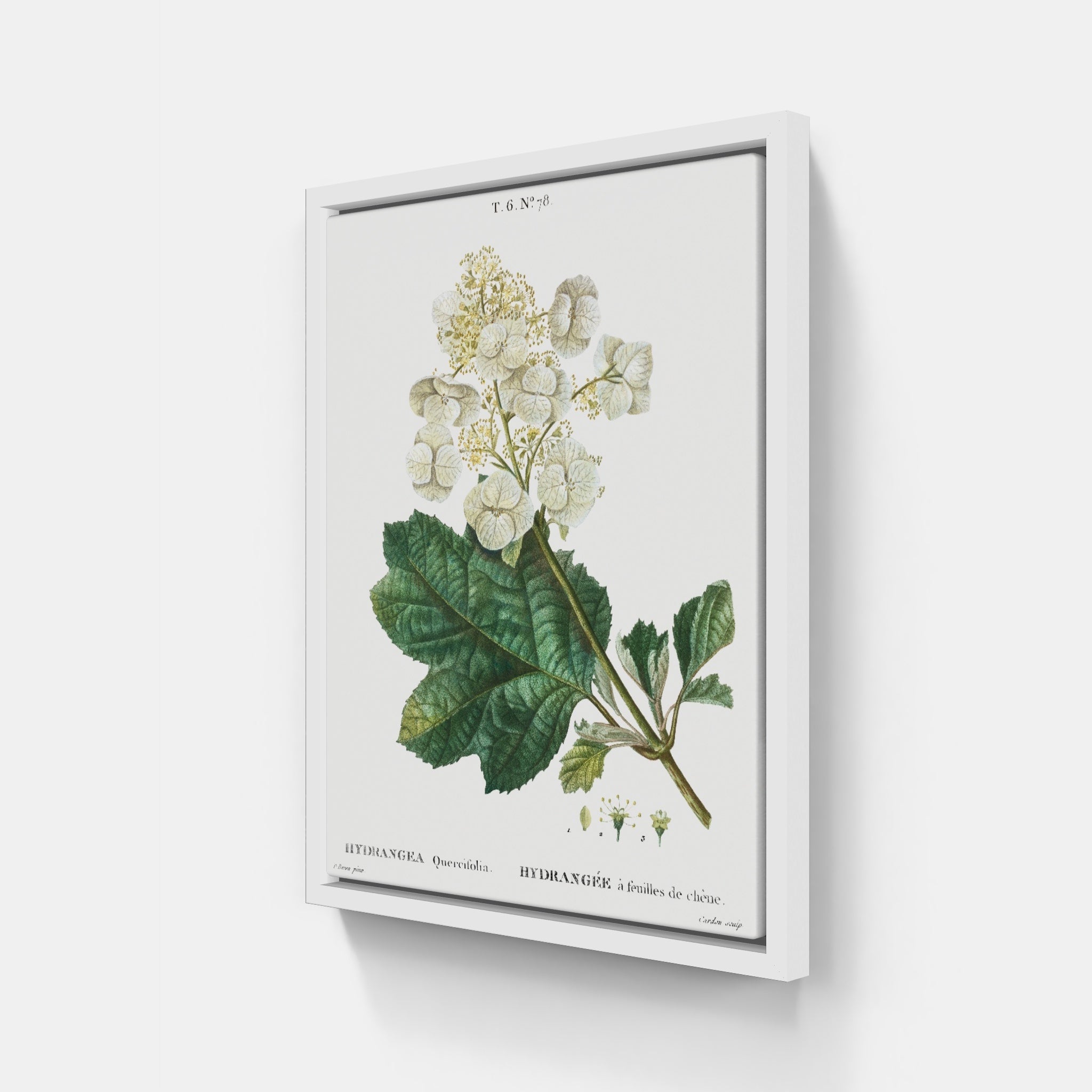 Oak Leaf Hydrangea Botanical