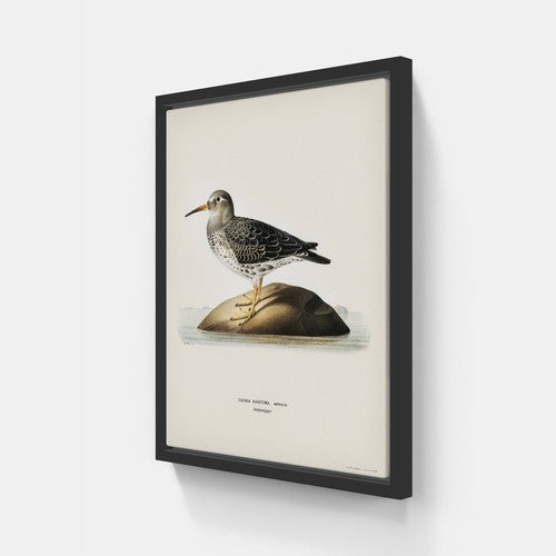 Purple Sandpiper