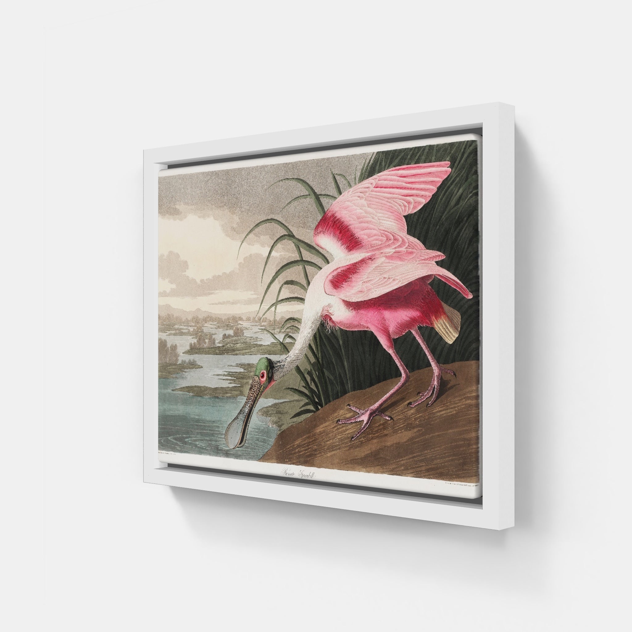 Roseate Spoonbill