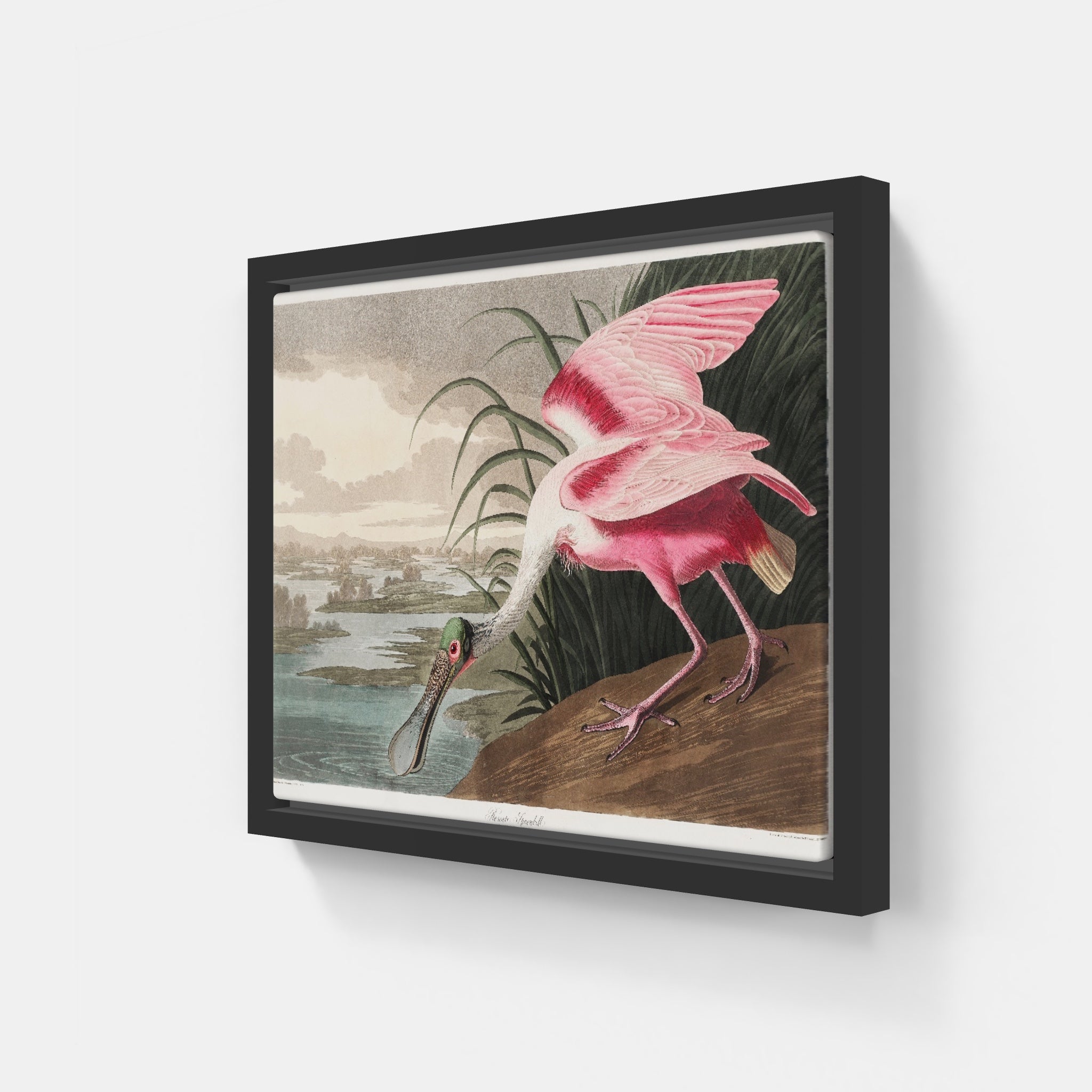 Roseate Spoonbill