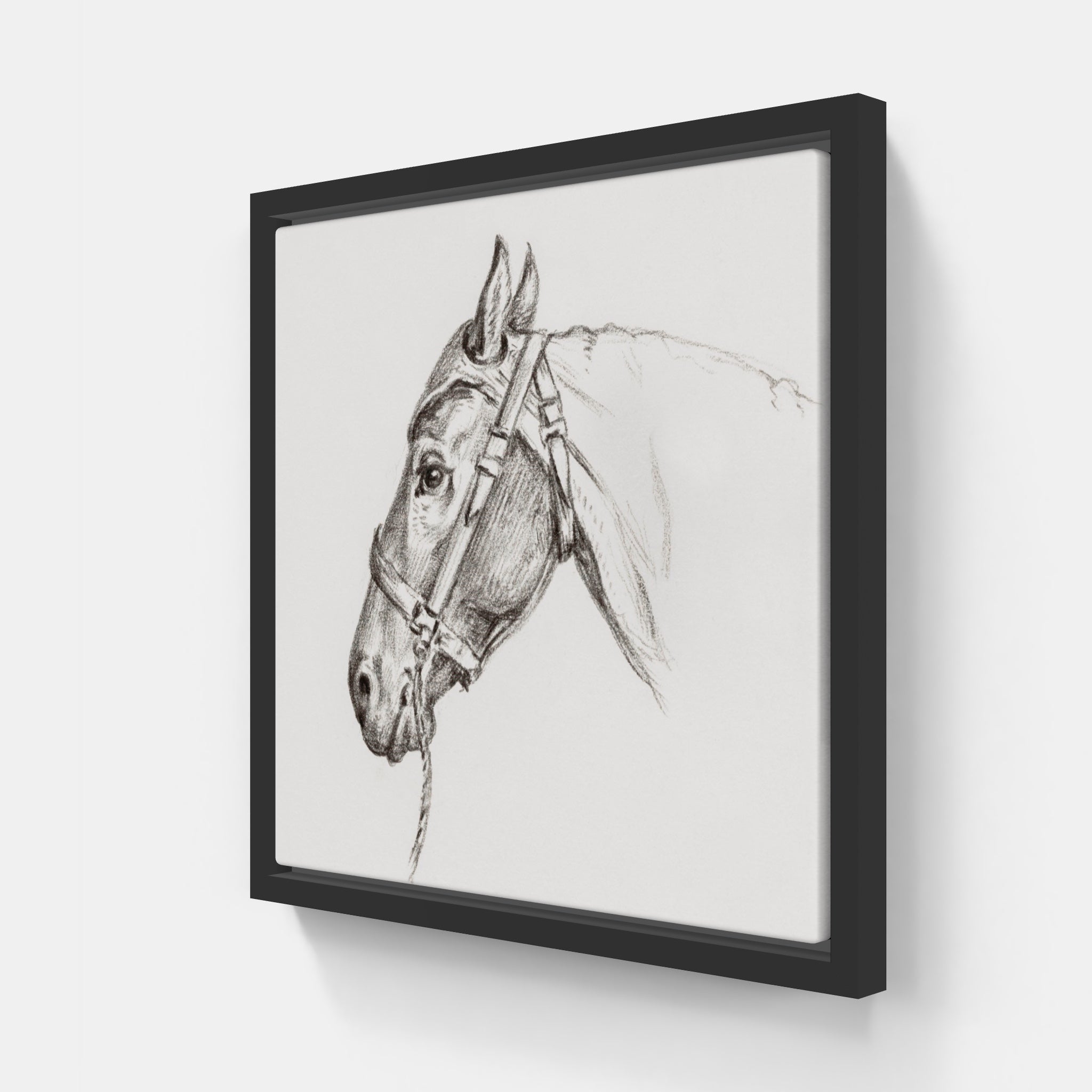Study of a Horse