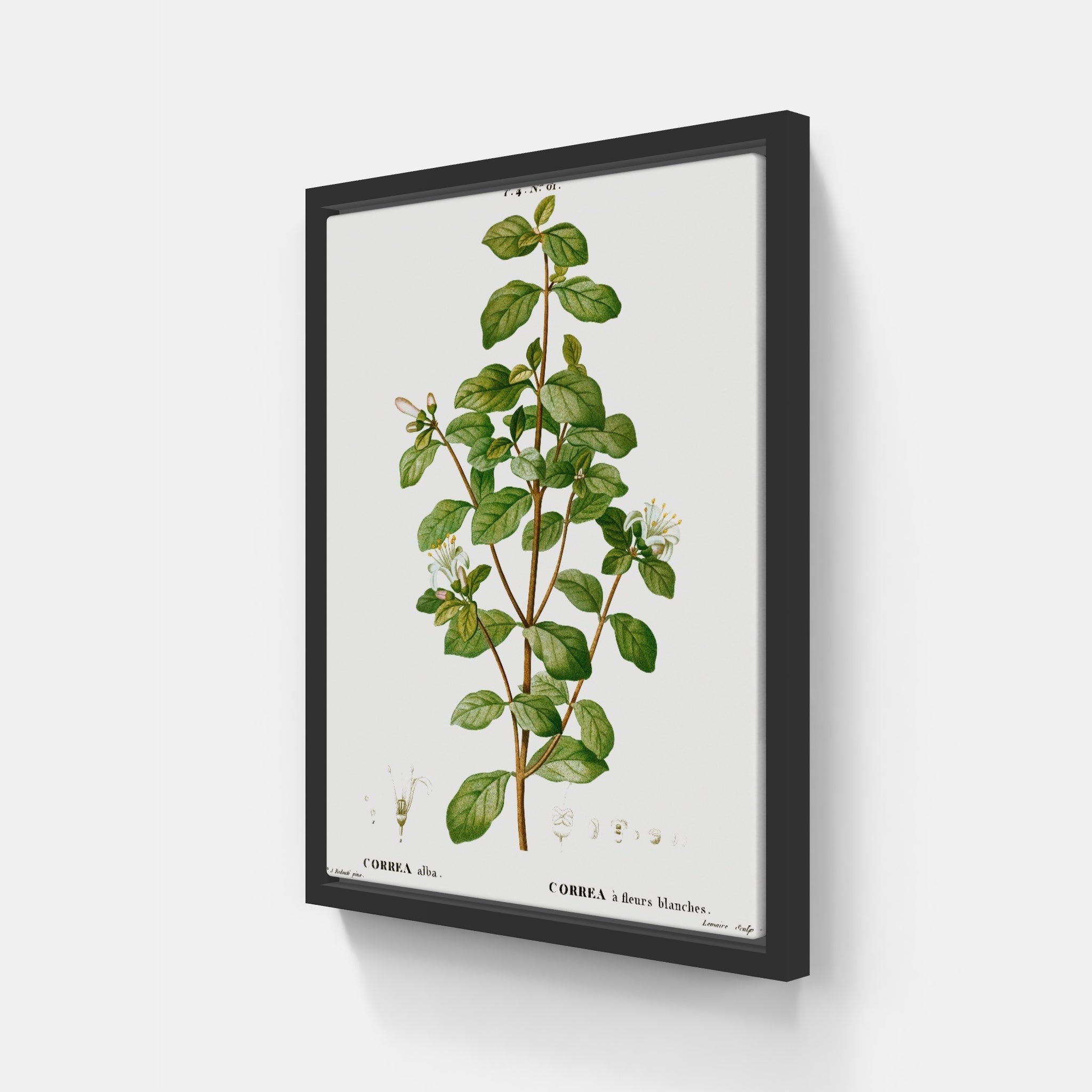 Vintage Botanical