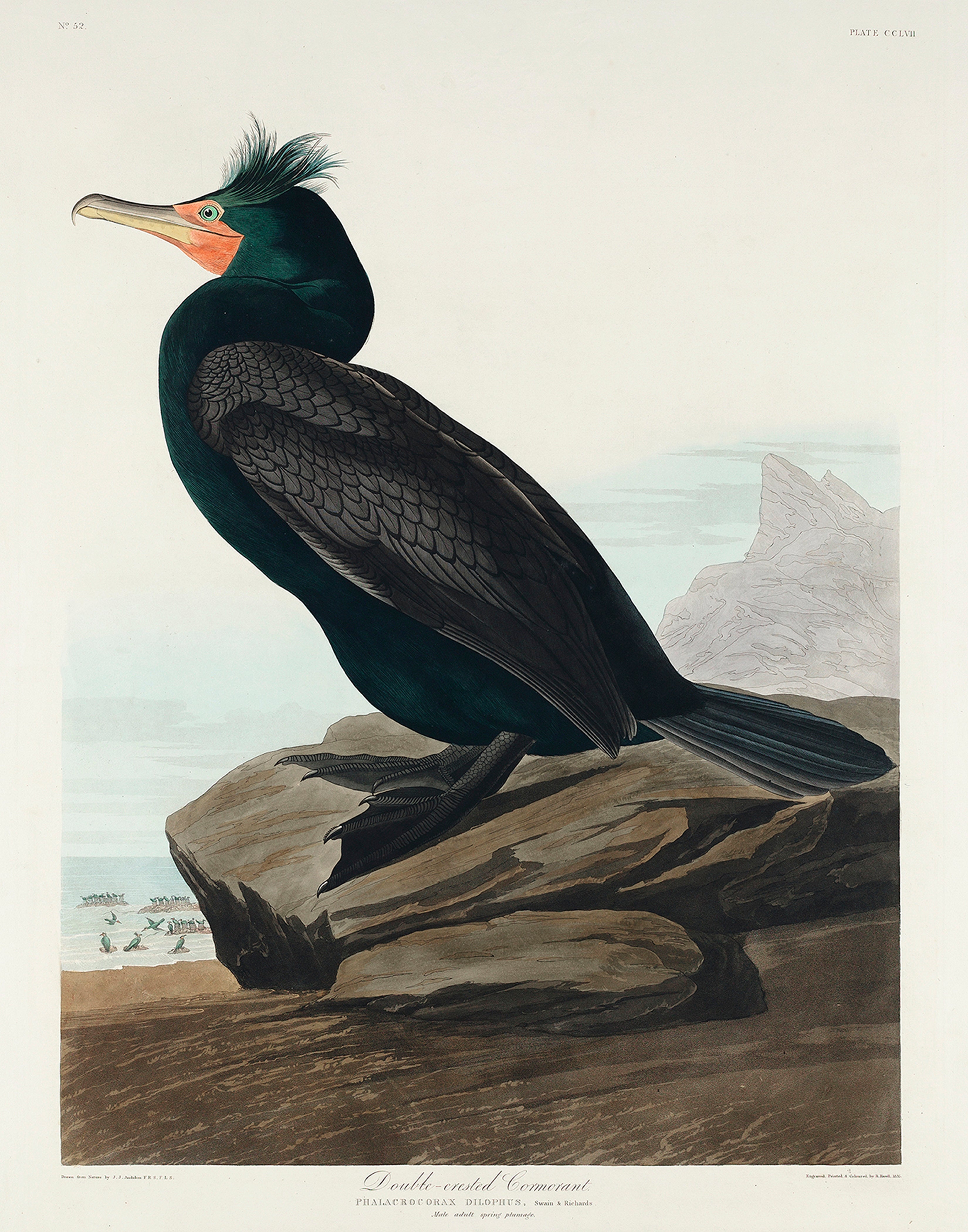 Audubon Double Breasted Cormorant