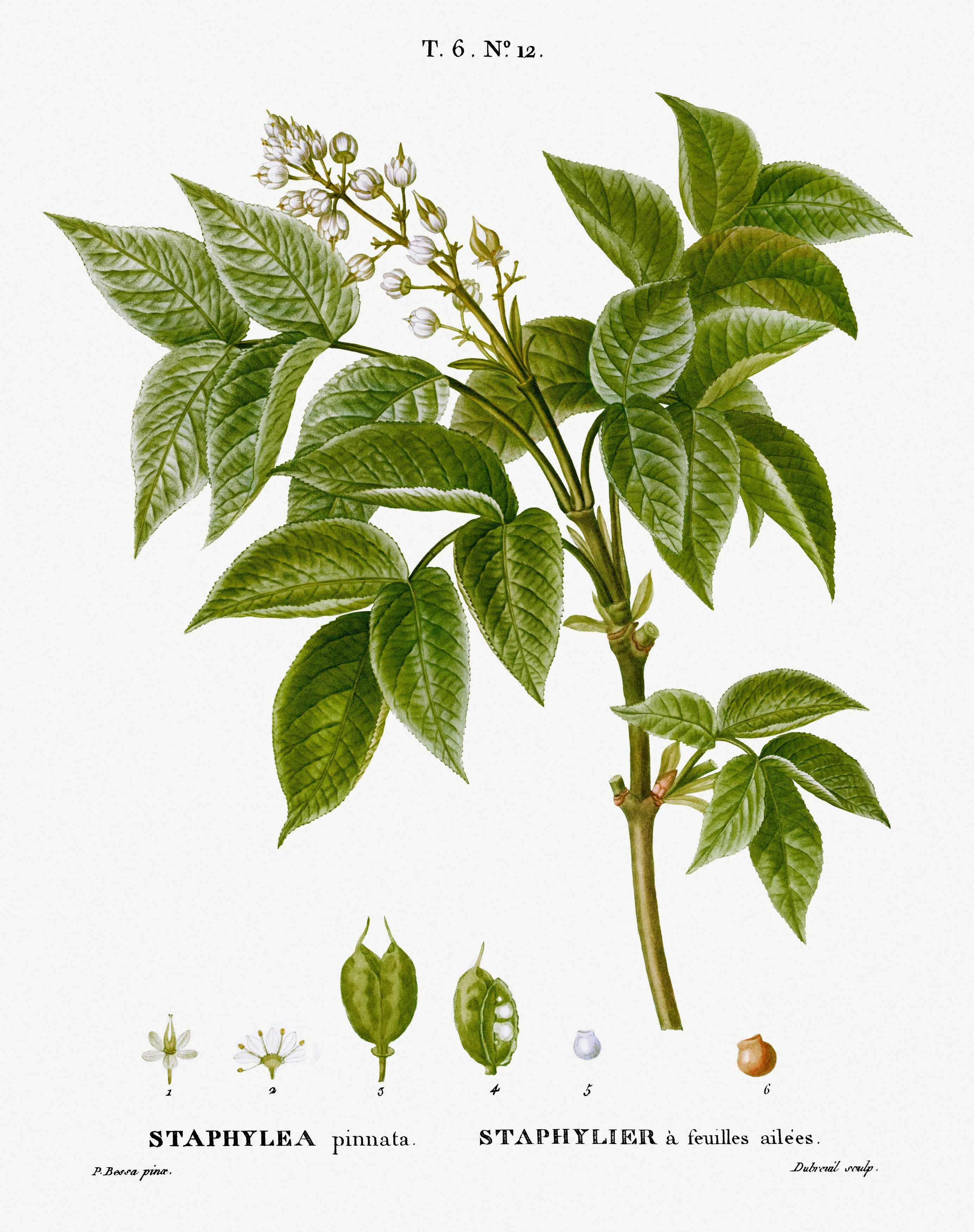 Botanical