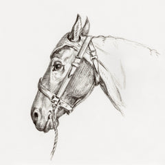 Study of a Horse