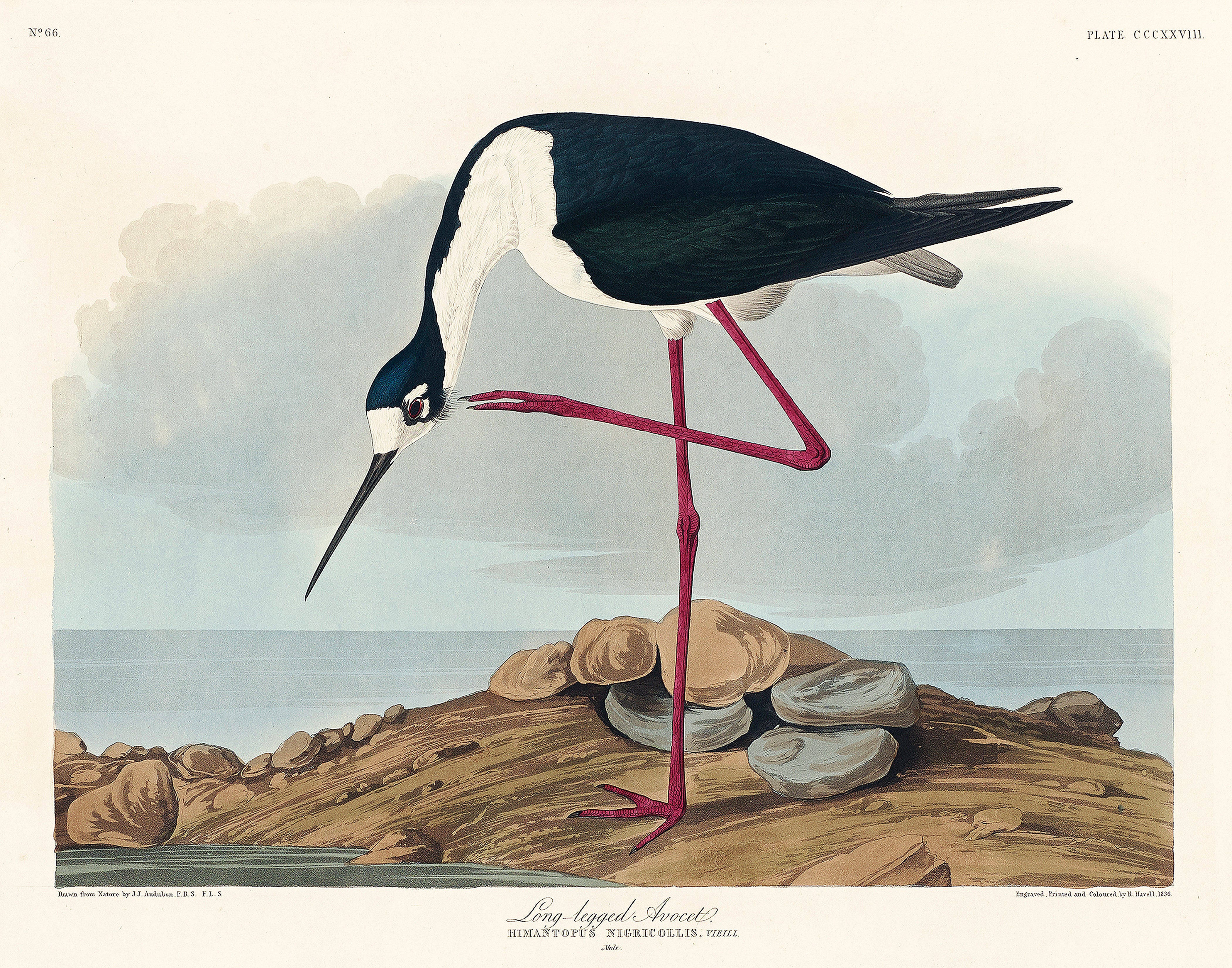 Audubon Long Legged Avocet