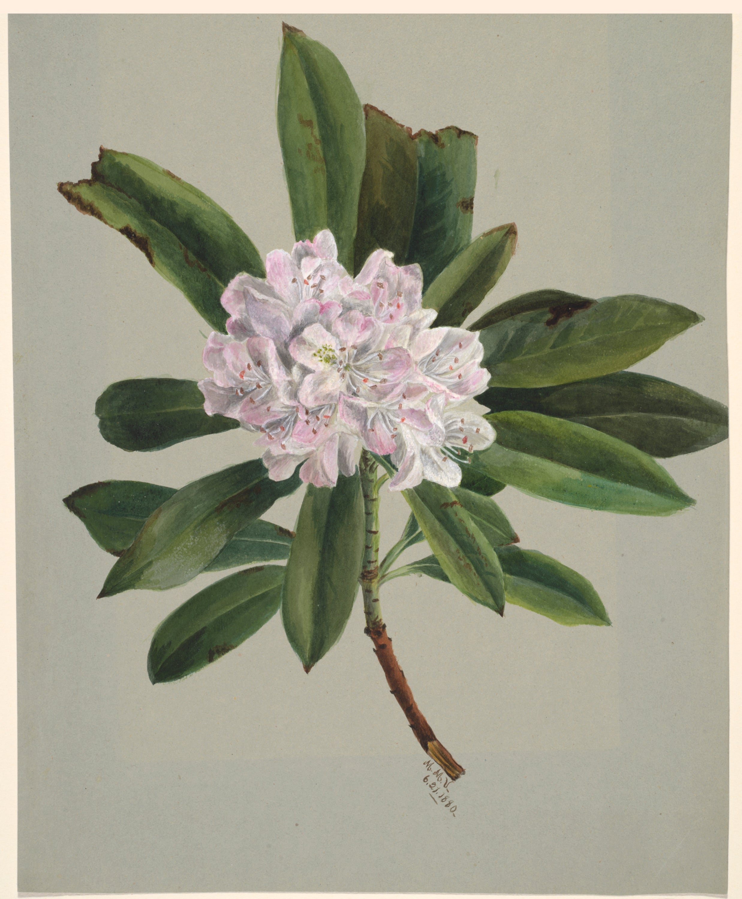 Rhododendron