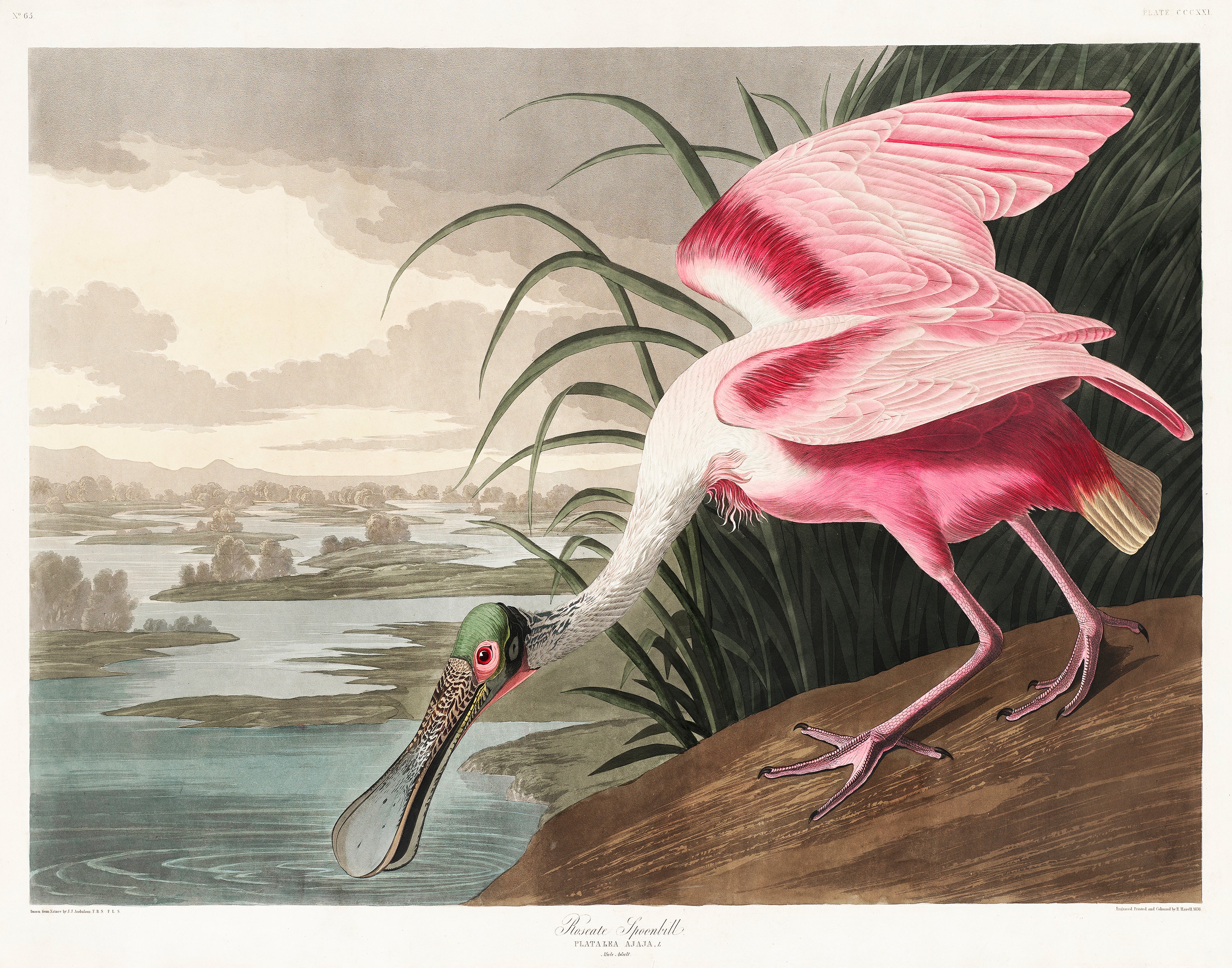 Roseate Spoonbill