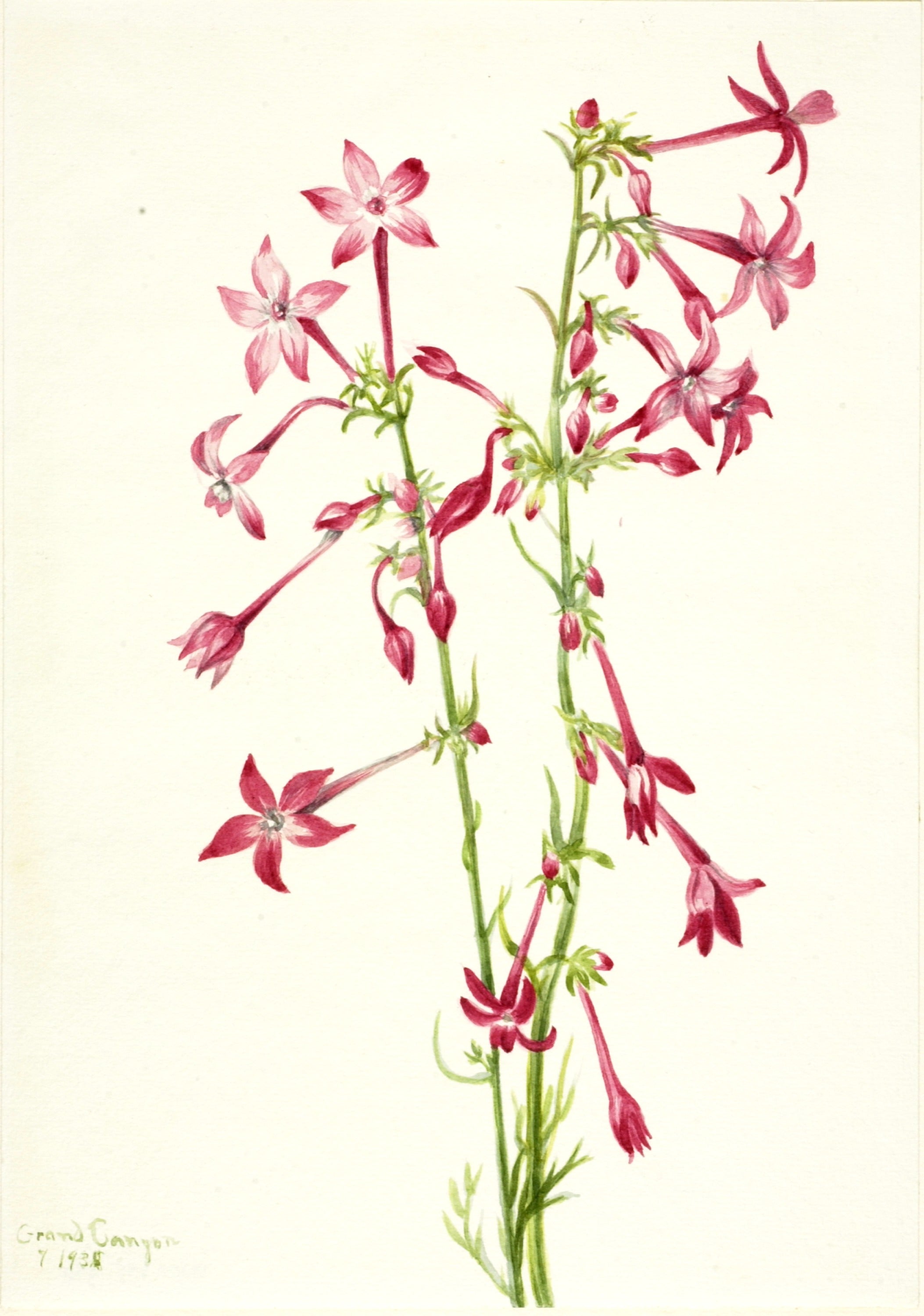 Scarlet Gilia