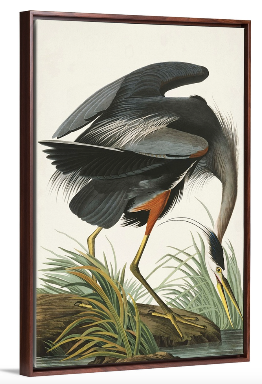 Audubon Great Blue Heron