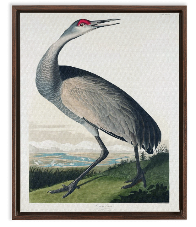 Audubon Hooping Crane v.2