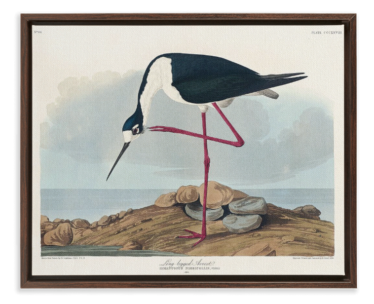 Audubon Long Legged Avocet