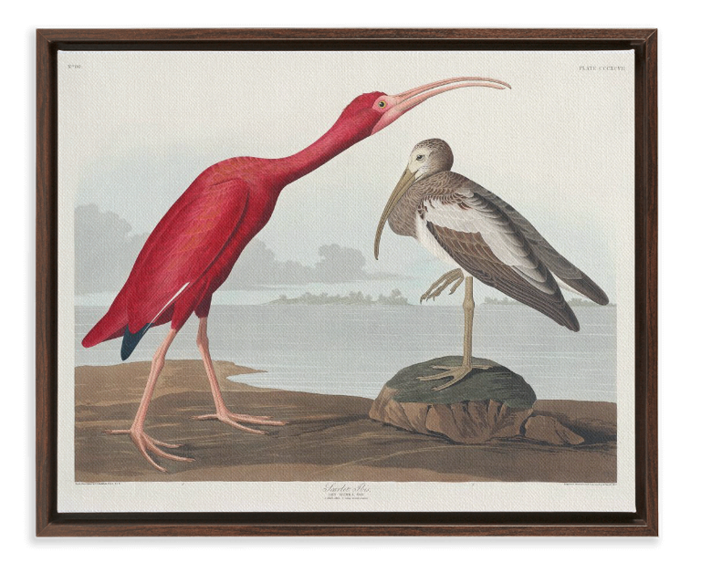 Audubon Scarlet Ibis