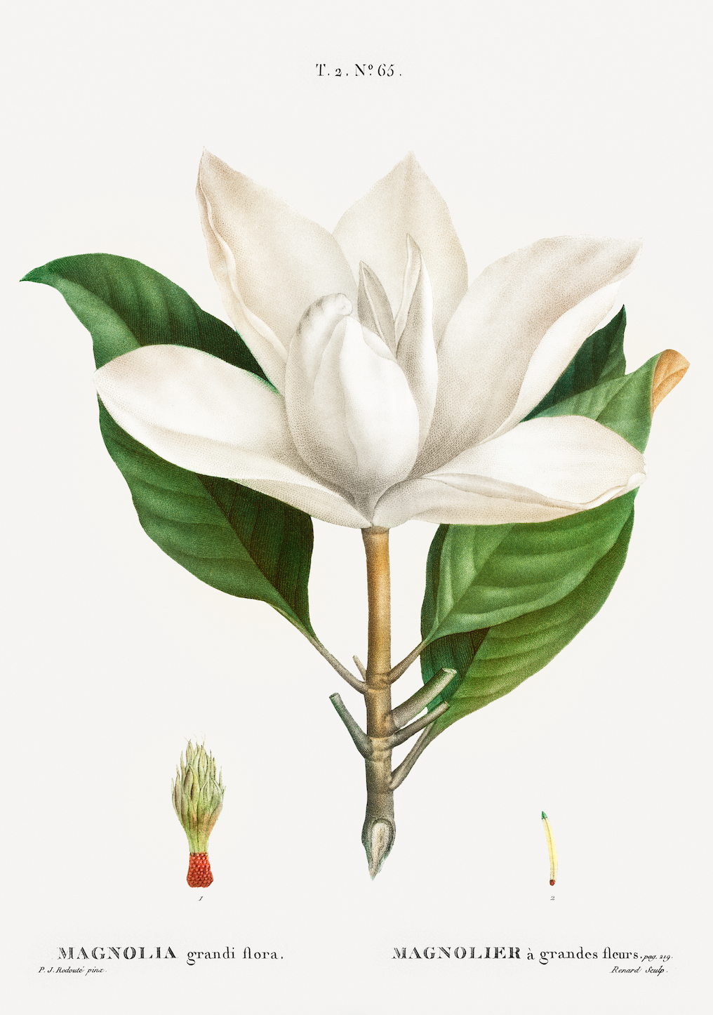 Southern Magnolia v.2