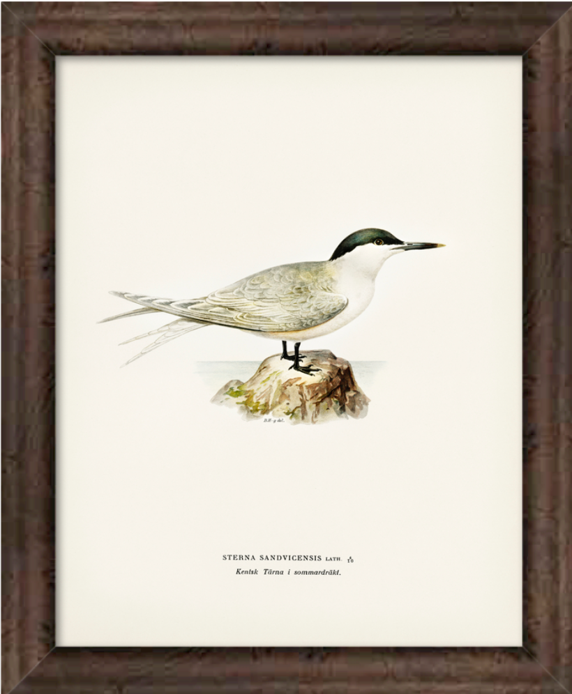 Sandwich Tern Bird Art Print Framed - Von Wright Brothers