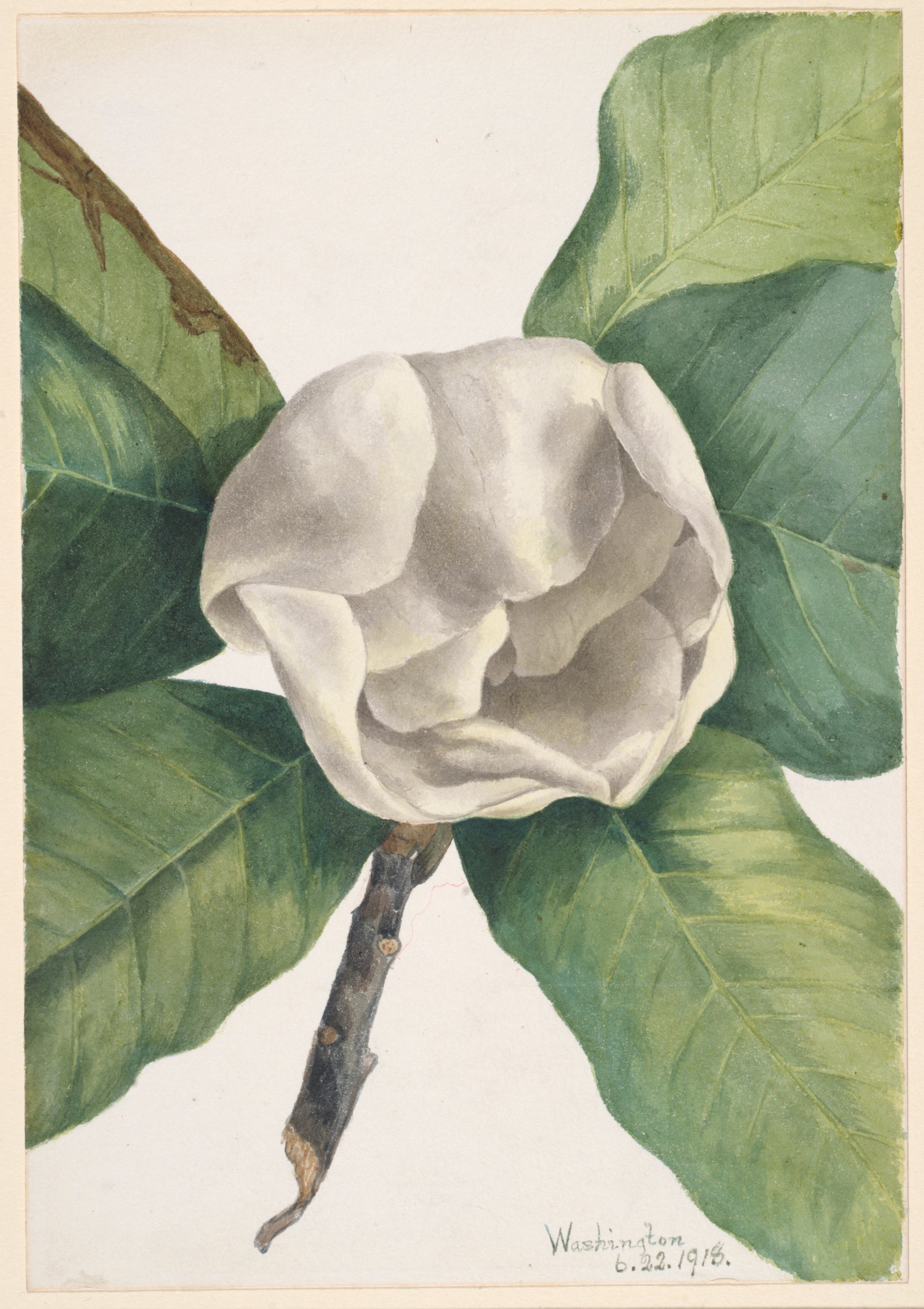 Southern Magnolia