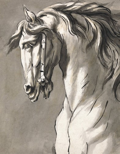 Study of A Horse v.3