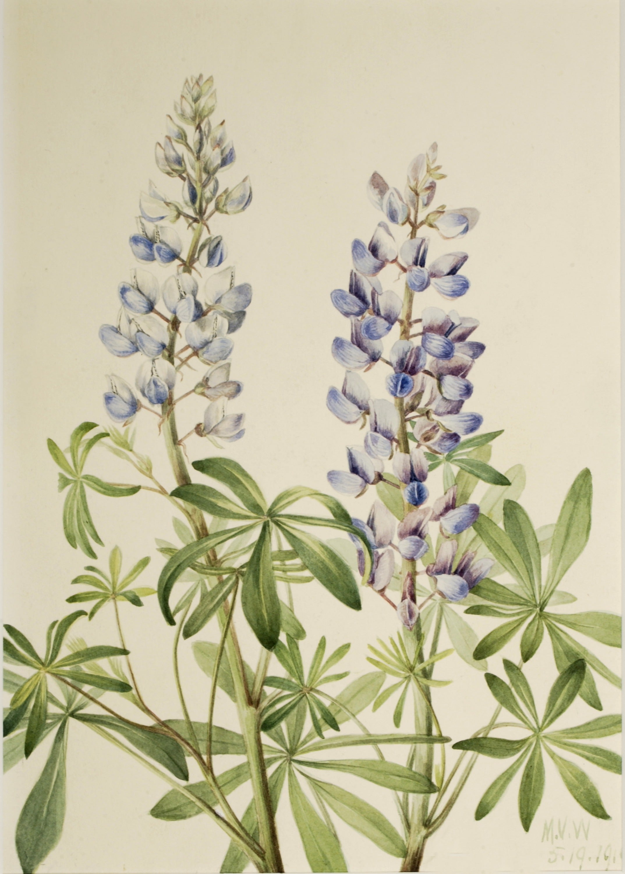 Sun Dial Lupine