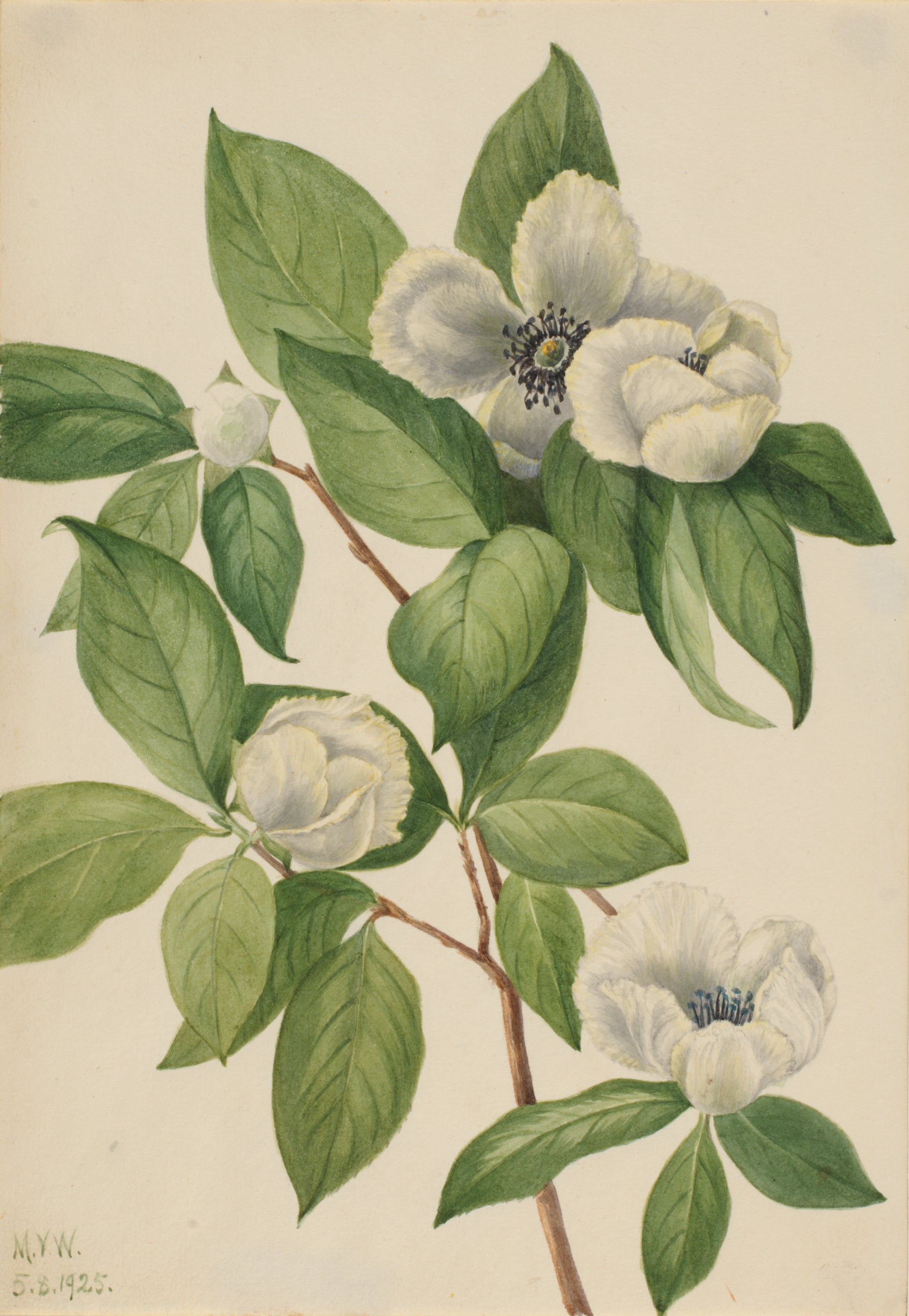 Virginia Stewartia