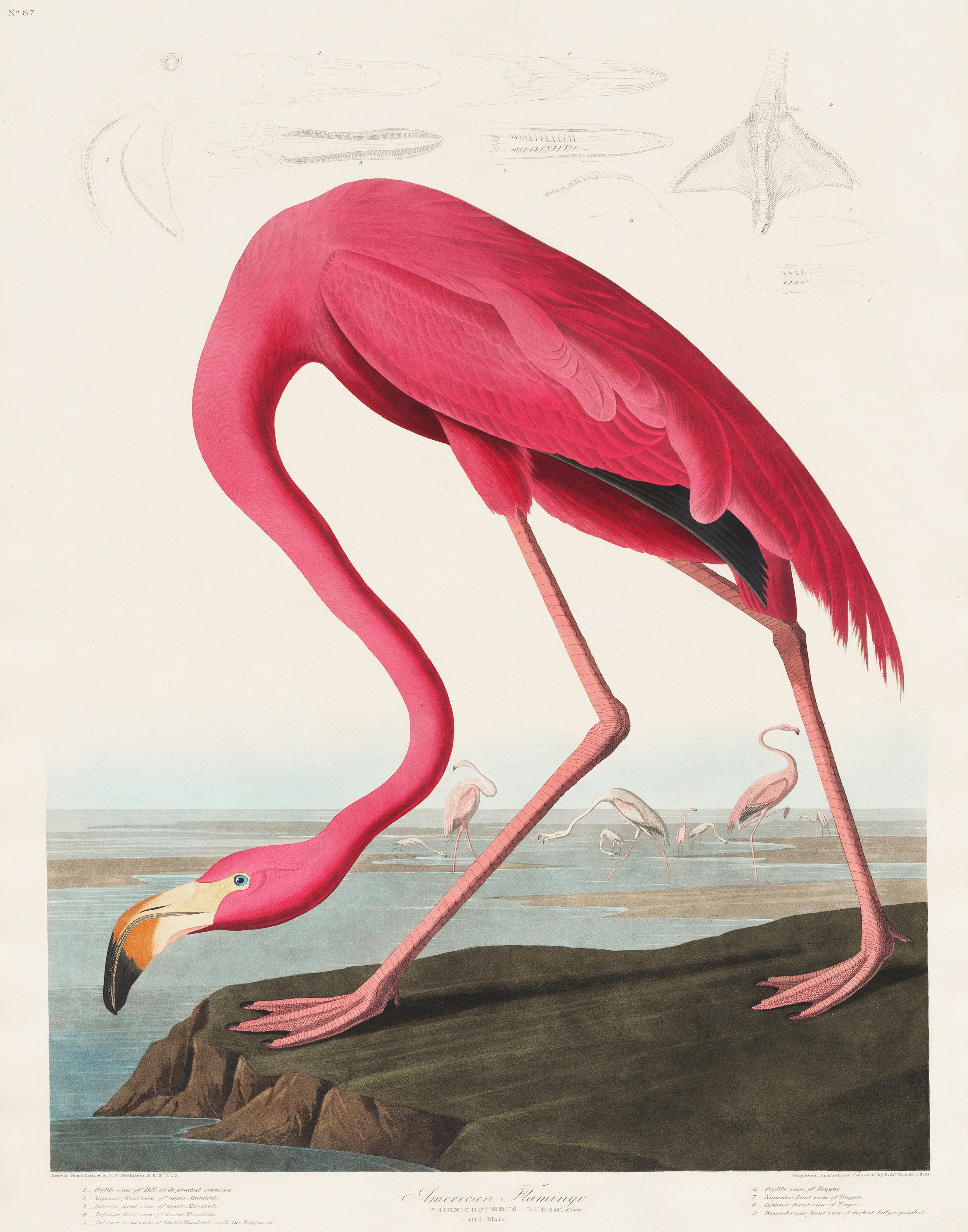 Audubon Pink Flamingo