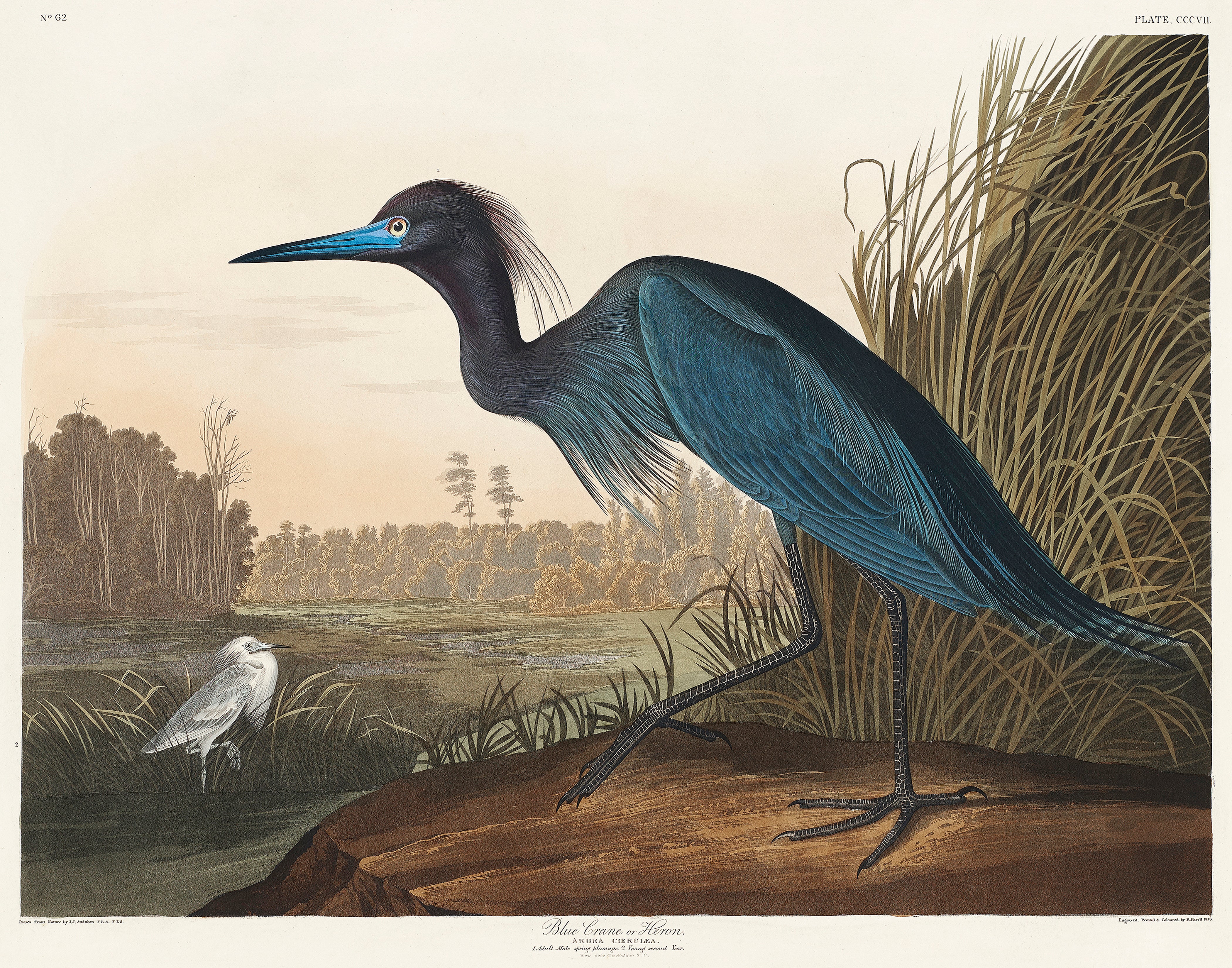 Audubon Blue Crane