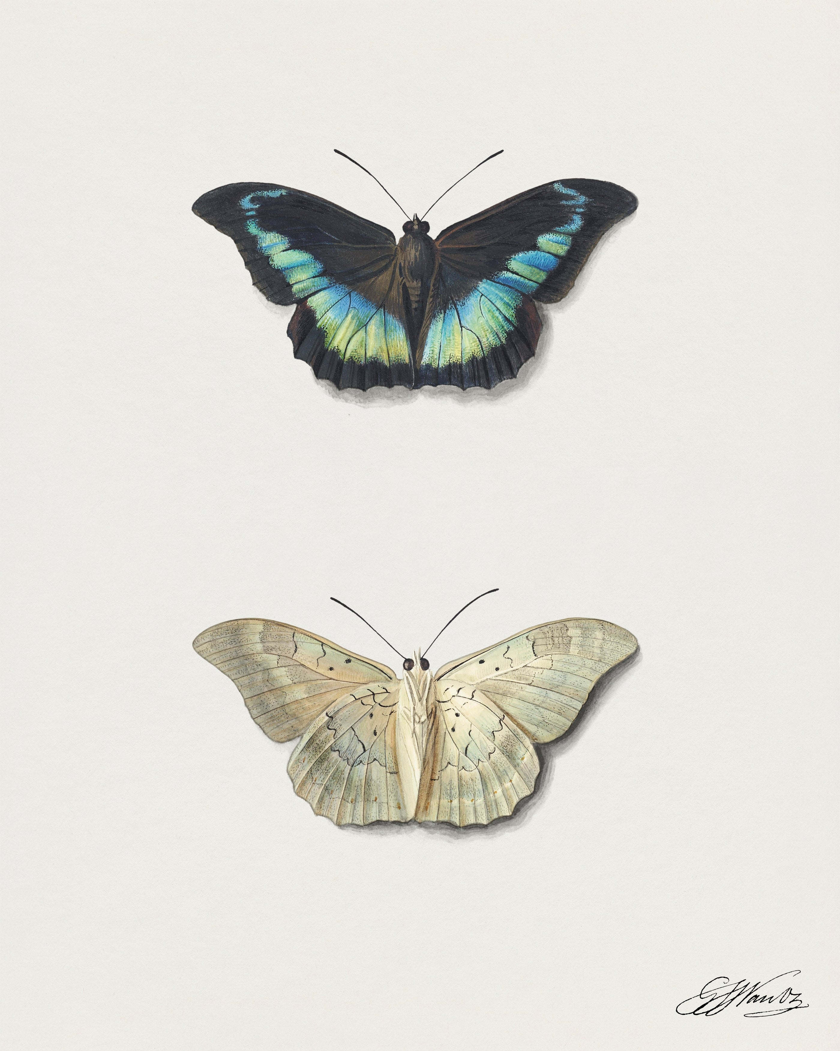 Butterfly Pair