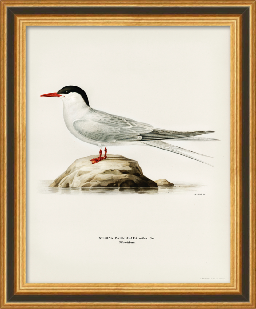 Vintage Framed Bird Prints (set of 2)