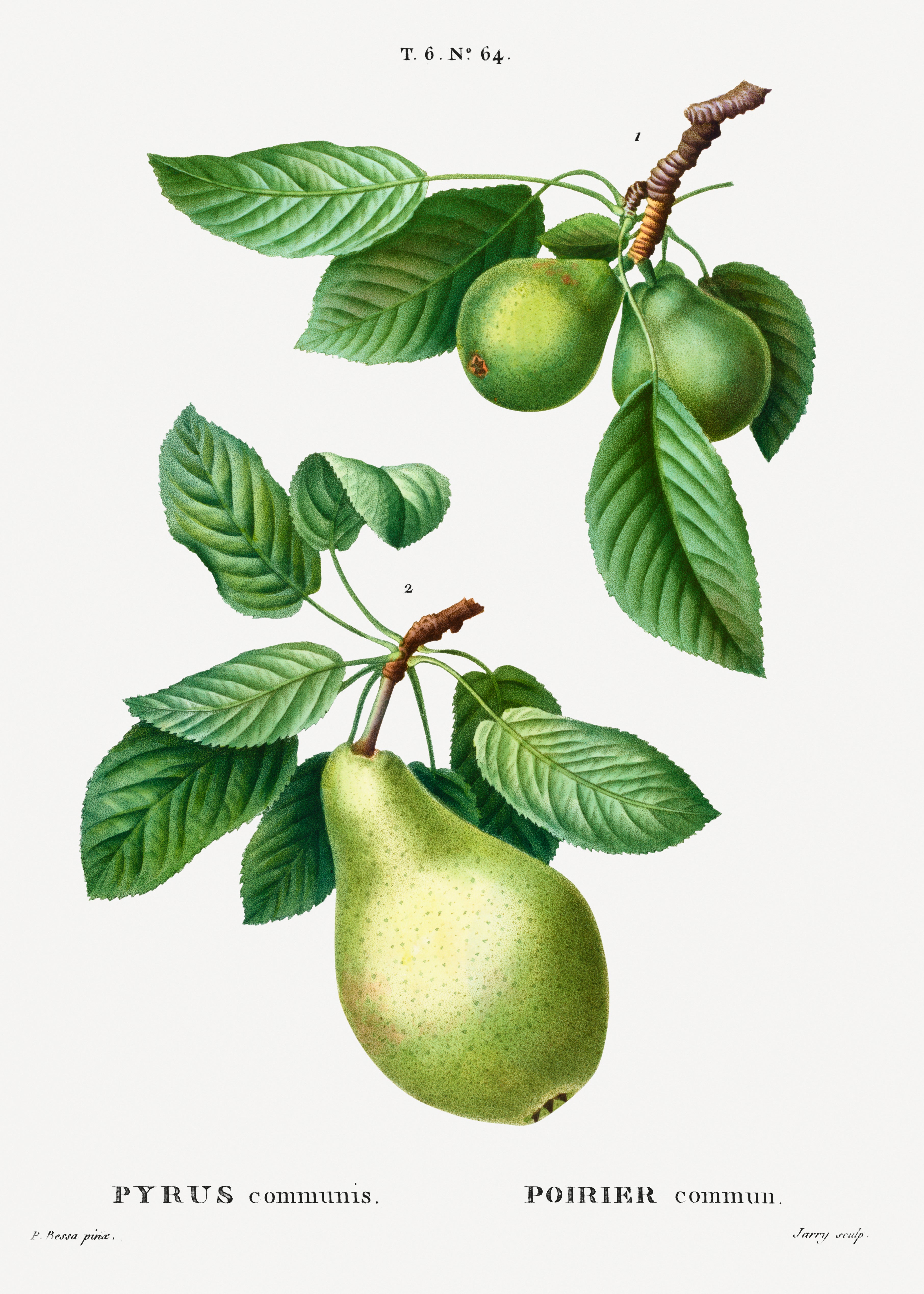 Pear