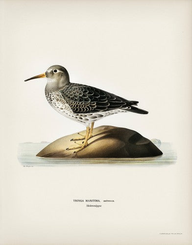 Purple Sandpiper