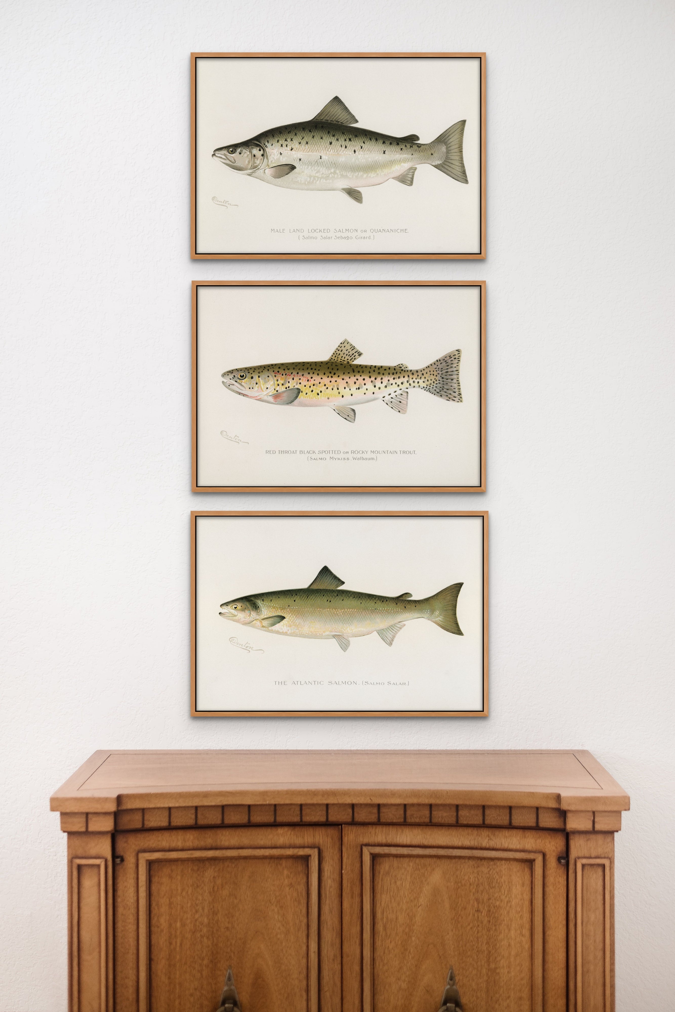 Sherman Denton Fish Print Gallery Wall Trio