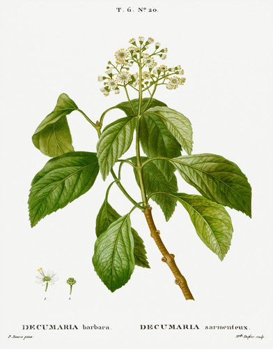 Hydrangea Botanical