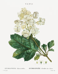 Oak Leaf Hydrangea Botanical