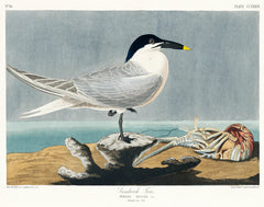 Audubon Sandwich Tern