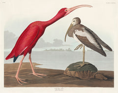 Audubon Scarlet Ibis