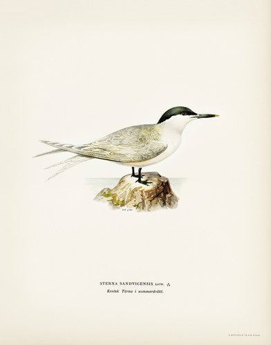 Sandwich Tern