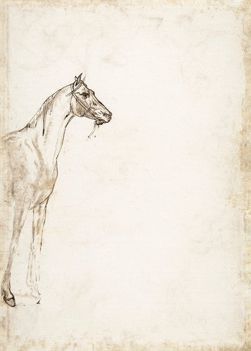 Study of A Horse v.2